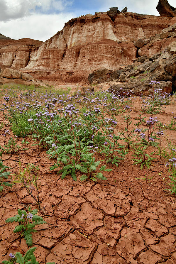 Wildflowers Bloom in Utah Wash Photograph by Ray Mathis