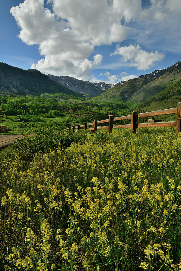 Wildflowers Bloom near Telluride Colorado Photograph by Ray Mathis