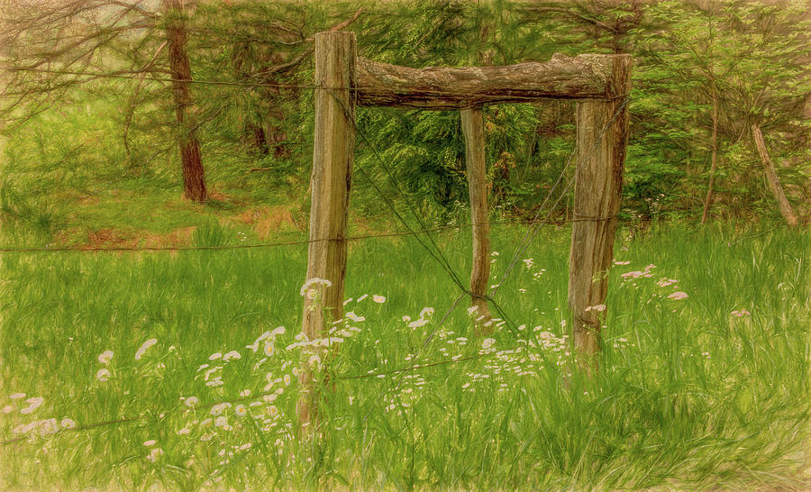 Wildflowers By The Old Fence Photograph by Marcy Wielfaert