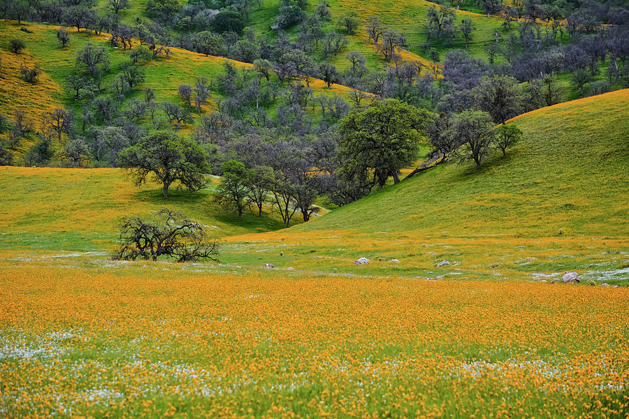 Wildflowers Central Valley Photograph by Kyle Hanson