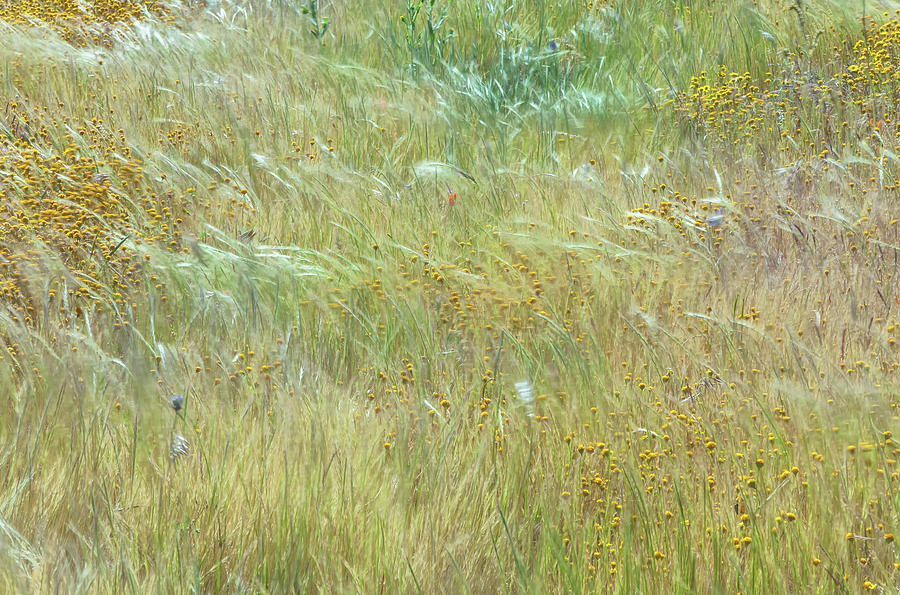 Wildflowers Field 2 Photograph by Jonathan Nguyen