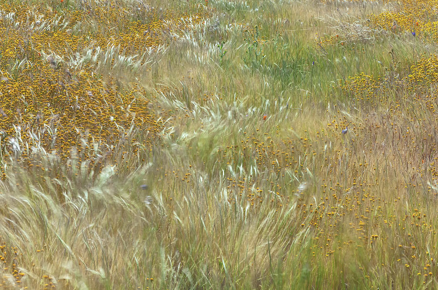 Wildflowers Field  Photograph by Jonathan Nguyen