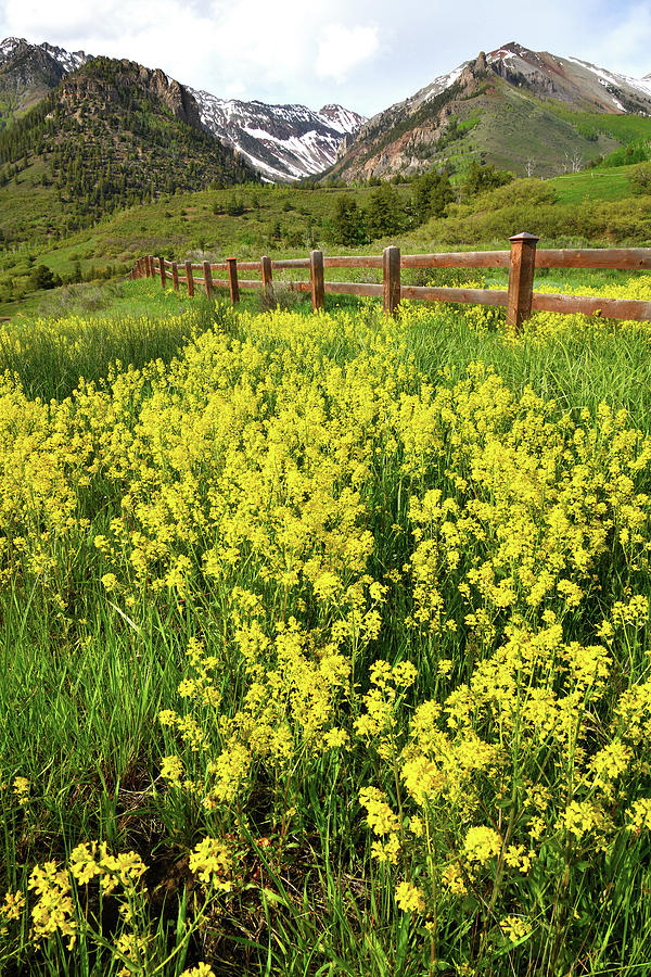 Wildflowers Galore along Last Dollar Road near Telluride Photograph by Ray Mathis