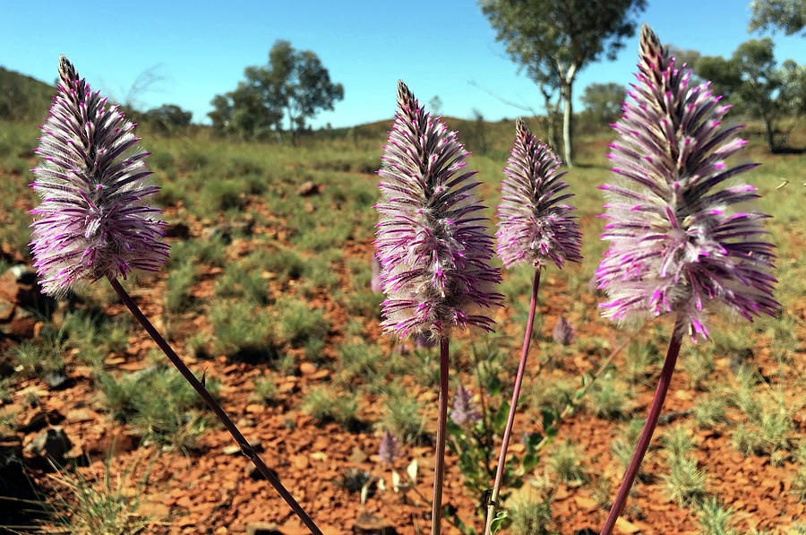 Summer Photograph - Wildflowers growing in the Pilbara Desert Region of Western Australia by Roy Jacob