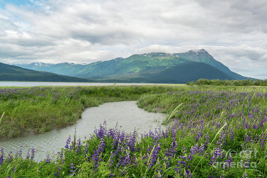 Wildflowers in Alaska Photograph by Paul Quinn