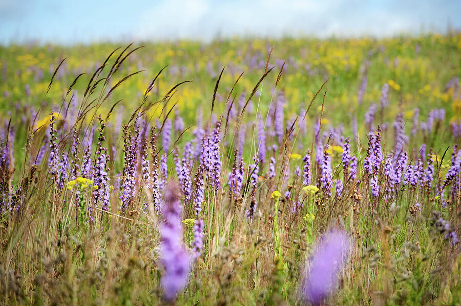 Wildflowers In Crow Hassan Reserve, Prairie, Minnesota Photograph by Neil Lucas / Naturepl.com Wildflowers In Crow Hassan Reserve, Prairie, Minnesota Photograph by Neil Lucas / Naturepl.com