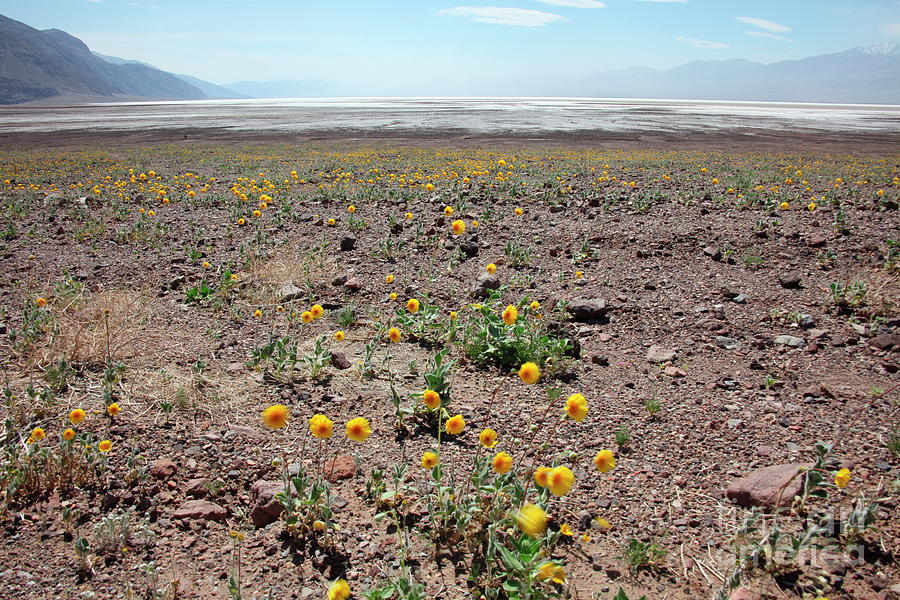 Wildflowers In Death Valley Photograph by Peter Matulavich/science Photo Library