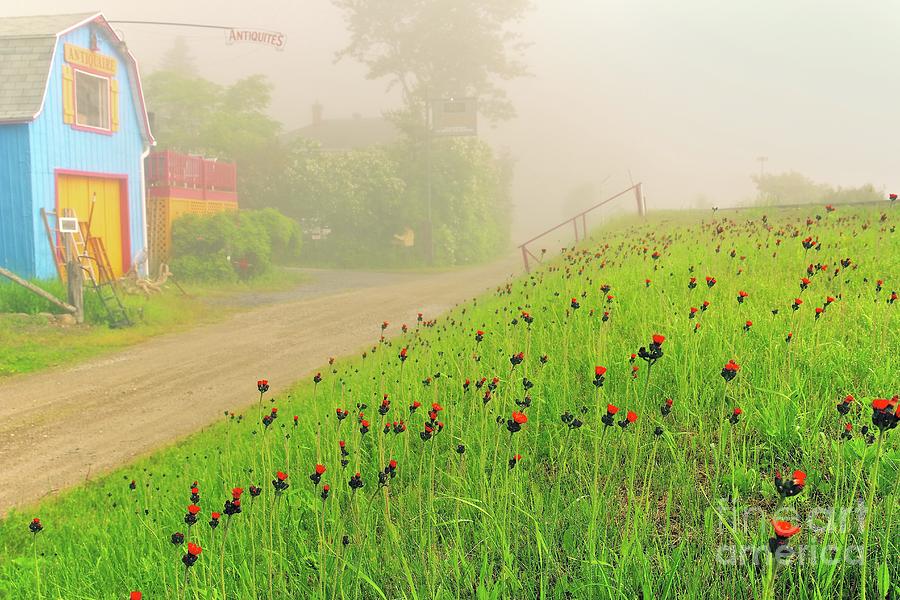 Flower Photograph - Wildflowers in Fog by DJ MacIsaac
