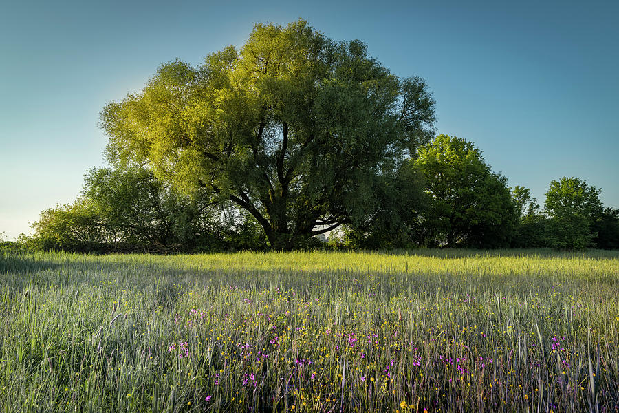 Wildflowers In Front Of A Large Tree In The Morning Mood. Bavaria, Germany, Europe, Photograph by Christoph Olesinski