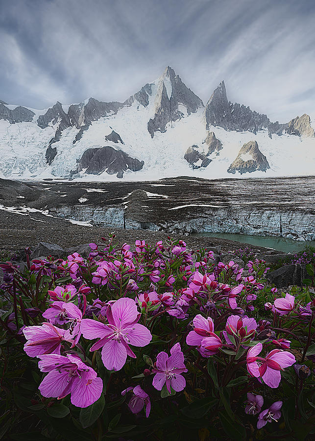 Mountain Photograph - Wildflowers In Glaciers by Leah Xu