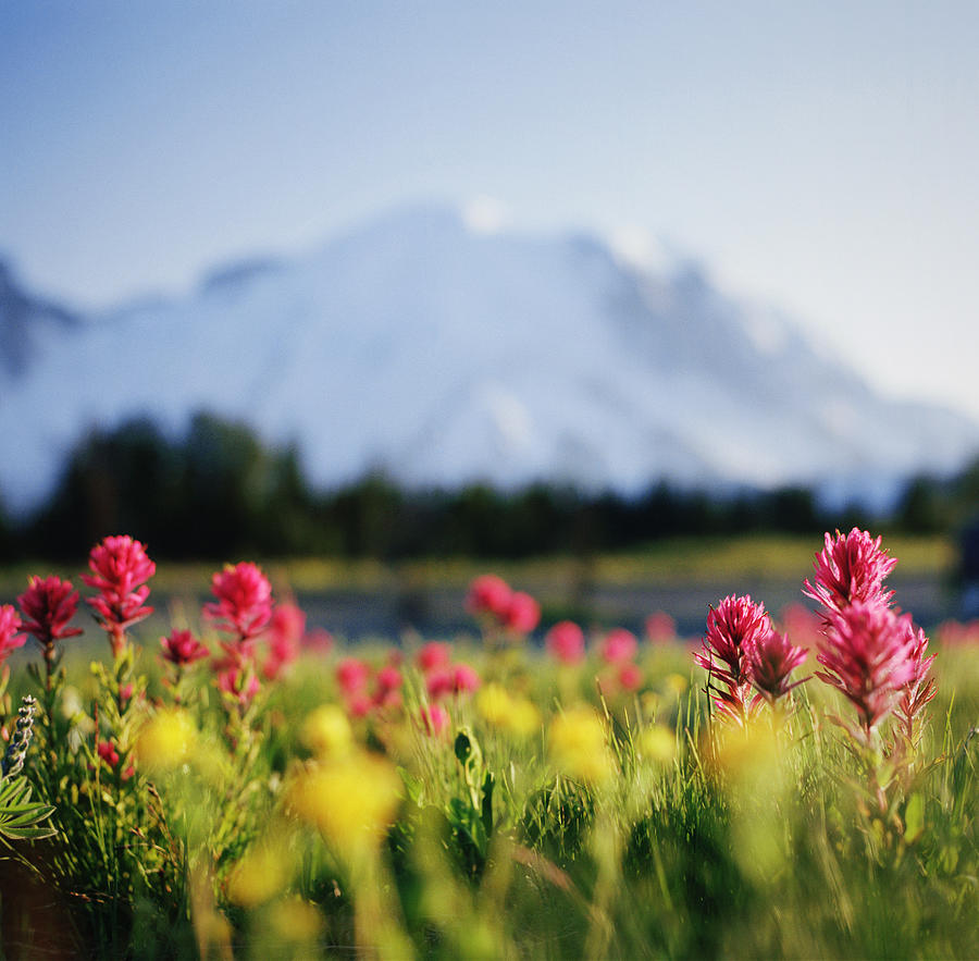 Wildflowers In Mountainous Range Photograph by Danielle D. Hughson