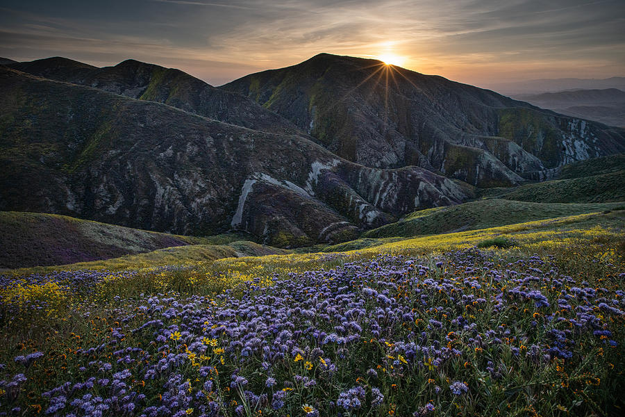 Wildflowers In Spring Photograph by April Xie