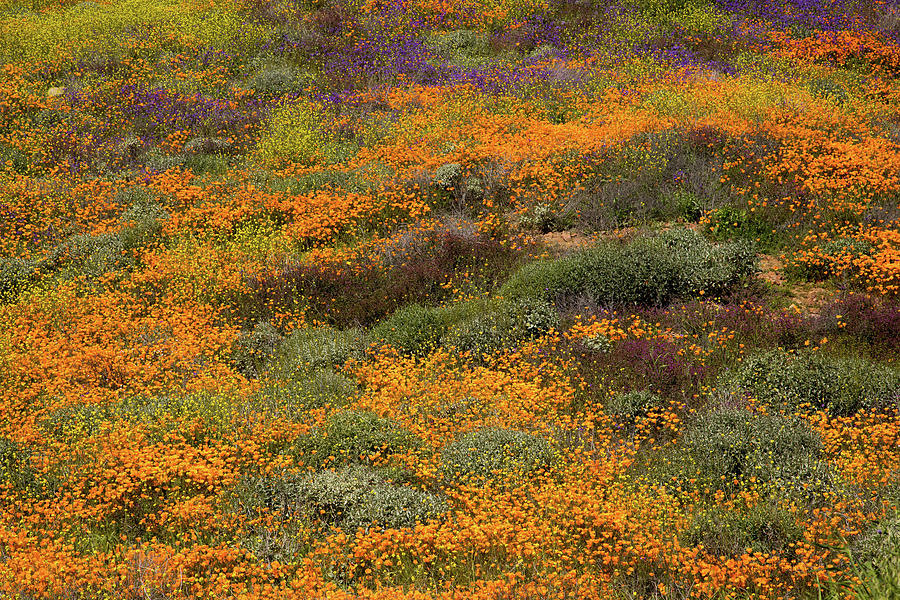 Wildflowers In Super Bloom On Hillside Photograph by Cavan Images ...