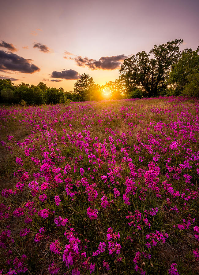 Landscape Photograph - Wildflowers In Sweden by Christian Lindsten