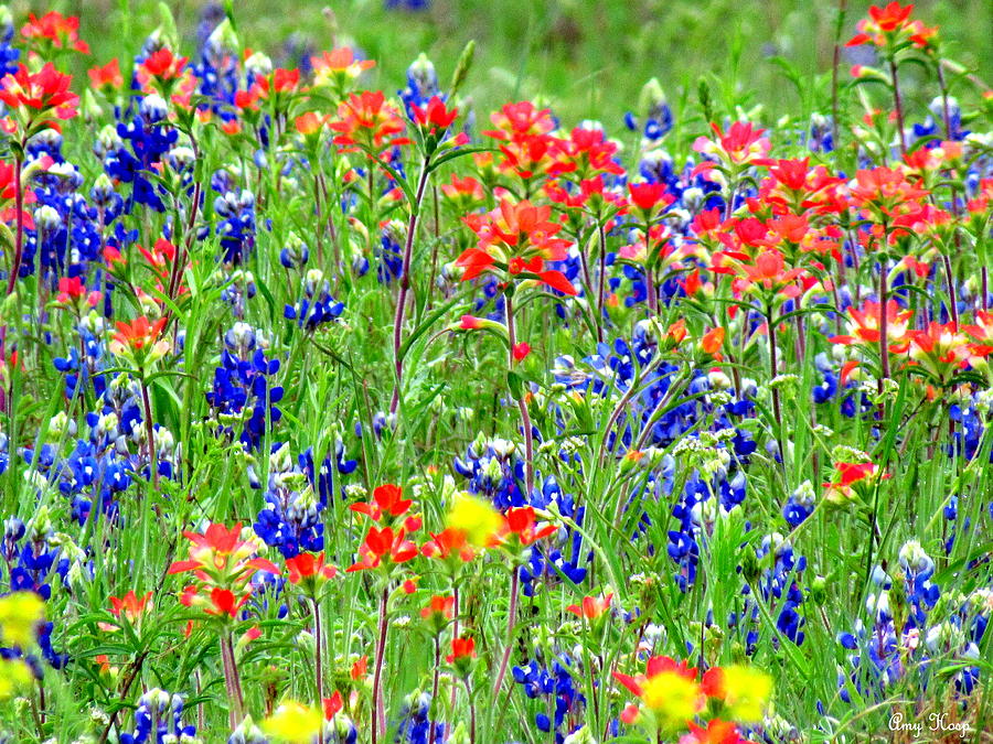 Wildflowers In Texas Photograph by Amy Hosp - Fine Art America