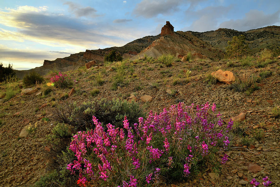 Wildflowers in the Book Cliffs Photograph by Ray Mathis