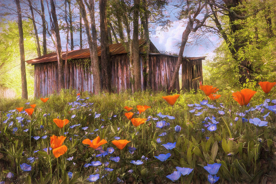 Wildflowers in the Country Painting Photograph by Debra and Dave Vanderlaan