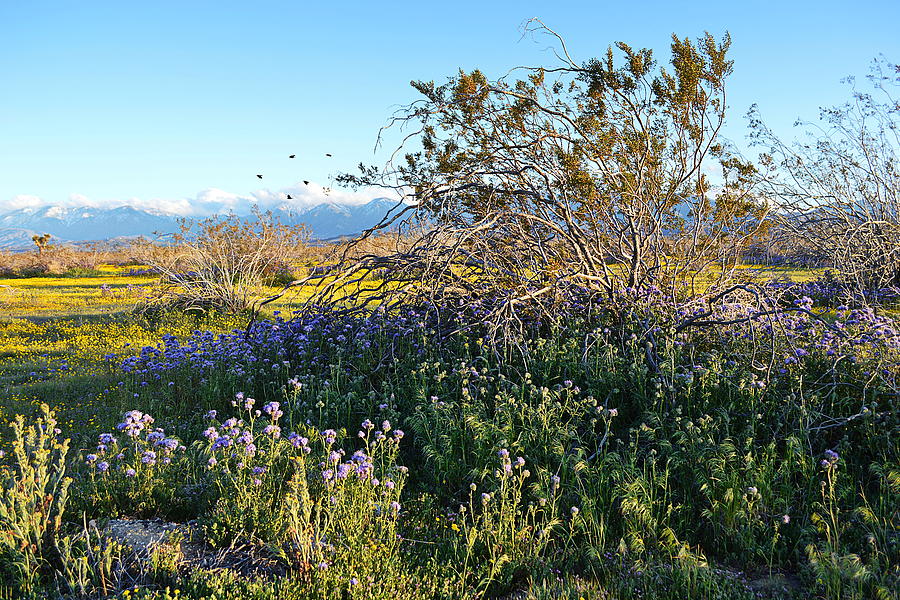 Wildflowers In The Desert Photograph