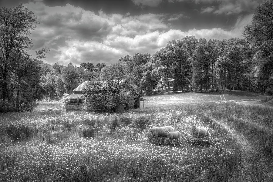 Wildflowers in the Pasture in Black and White Photograph by Debra and Dave Vanderlaan