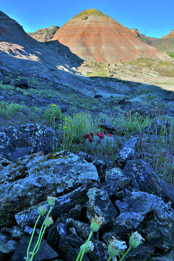 Wildflowers in the Shadows of Ruby Mountain Photograph by Ray Mathis