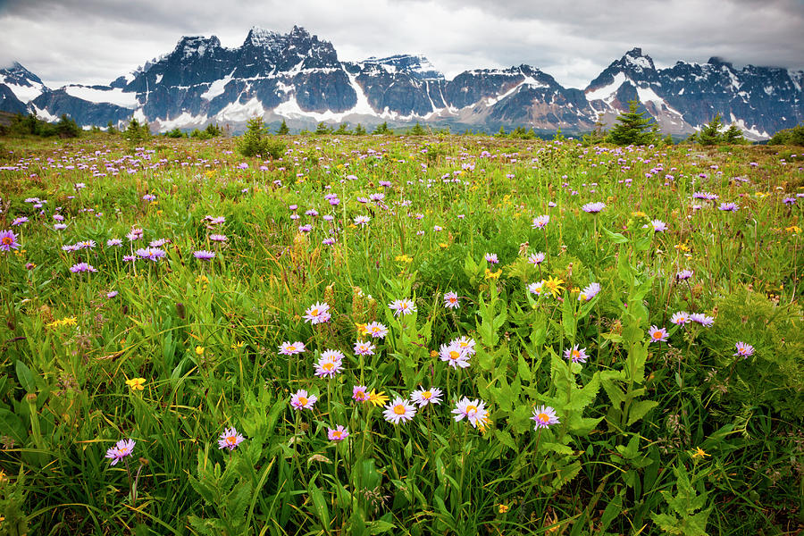 Wildflowers, Jasper National Park Photograph by Mint Images/ Art Wolfe