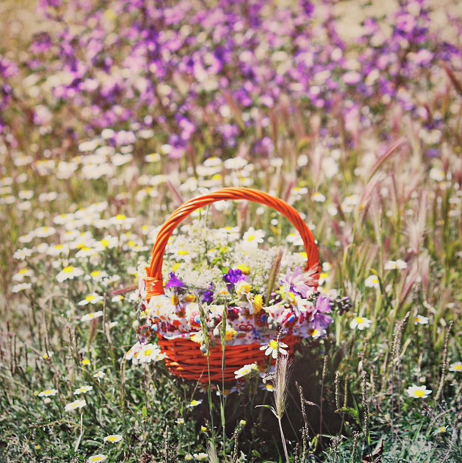 Wildflowers Photograph by Julia Davila-lampe