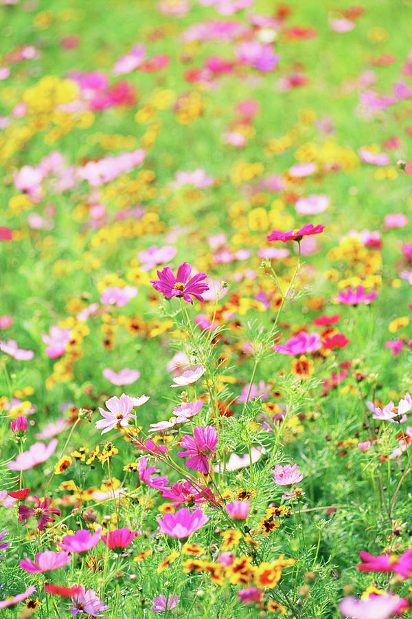 Wildflowers Photograph by Jupiterimages