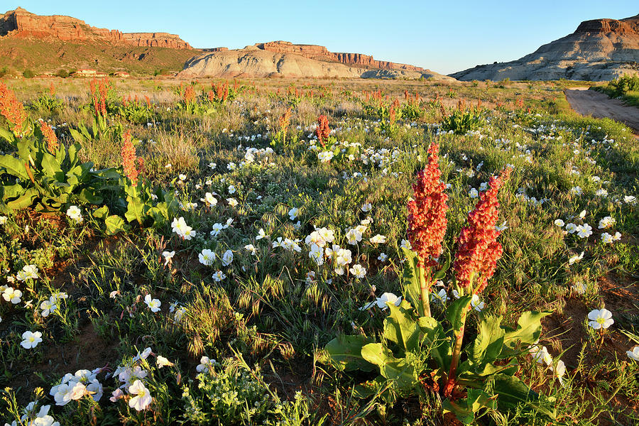 Wildflowers near Ruby Mountain in Grand Junction CO Photograph by Ray Mathis
