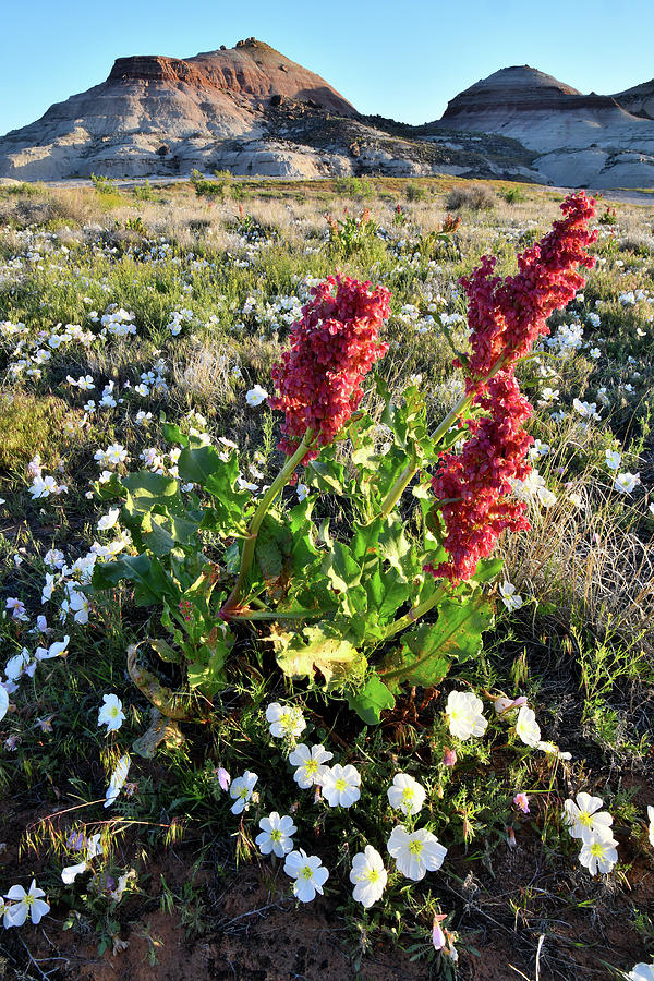 Wildflowers of Ruby Mountain Photograph by Ray Mathis