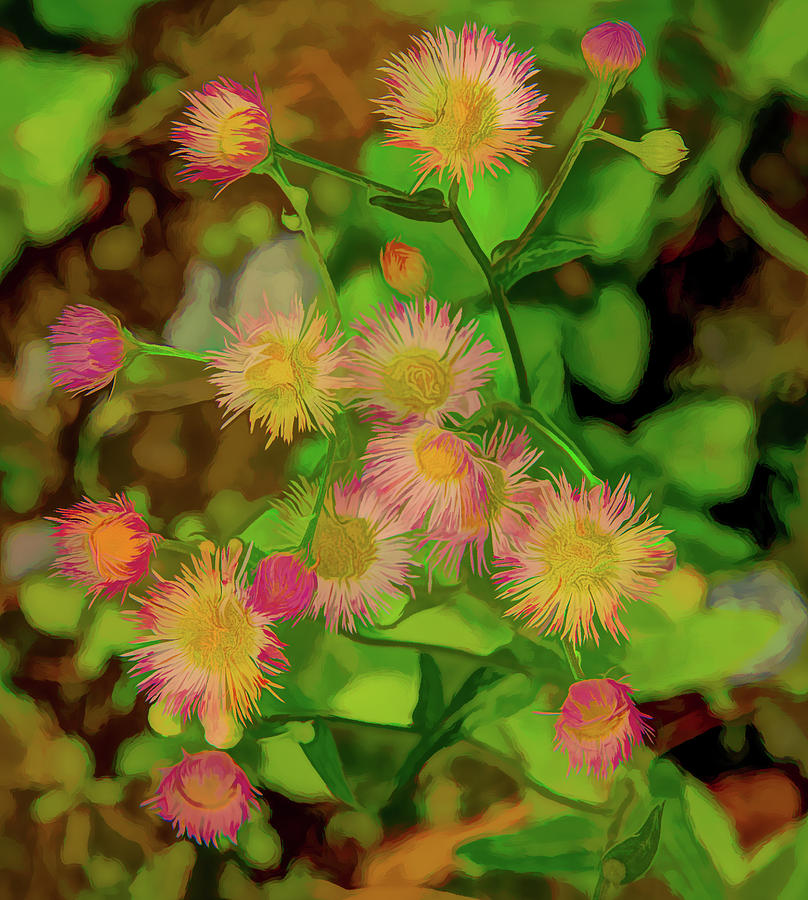 Wildflowers of the Smoky Mountains, Abstract Photograph by Marcy Wielfaert