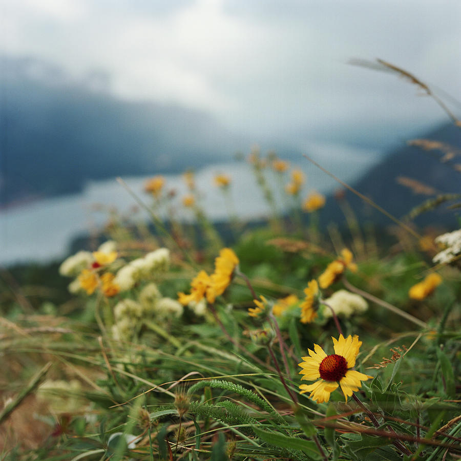 Wildflowers On Hill Above River Gorge Photograph by Danielle D. Hughson