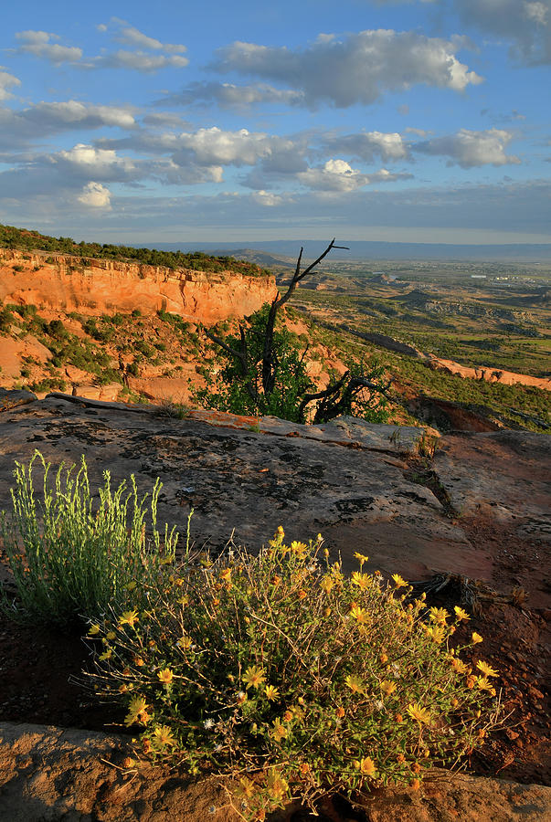 Wildflowers on Rim of Colorado National Monument Photograph by Ray Mathis