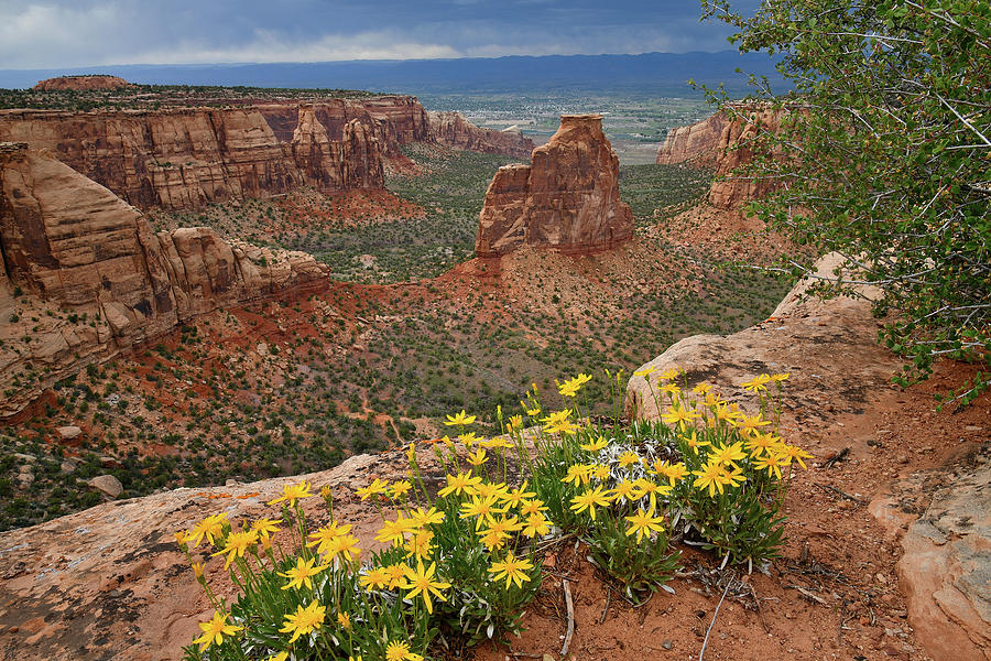 Wildflowers on Rim of Grand View Point Overlook Photograph by Ray Mathis