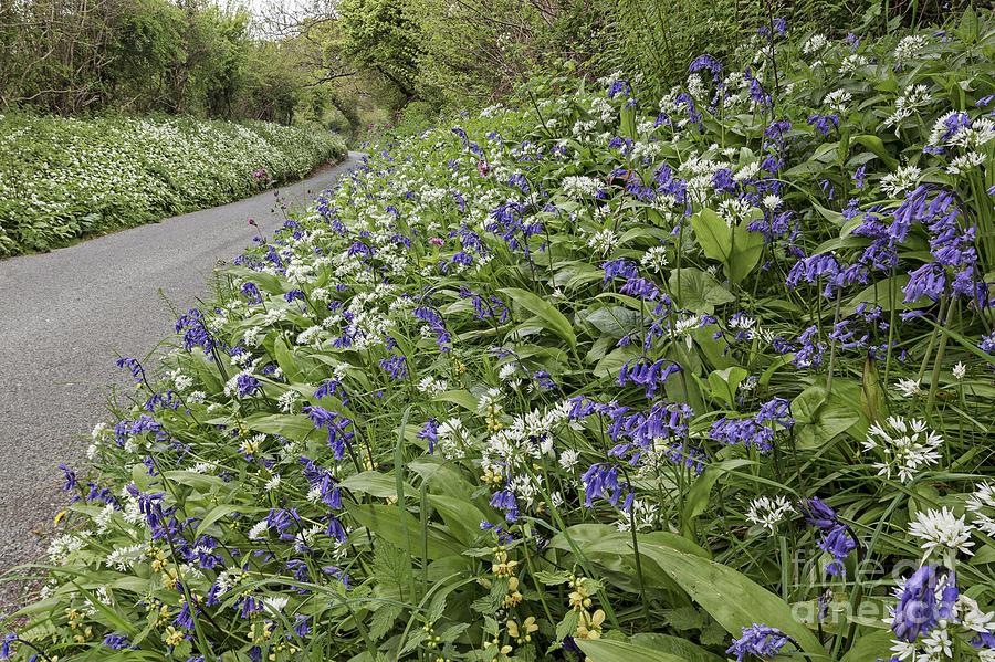 Wildflowers On Roadside Photograph by Science Photo Library Wildflowers On Roadside Photograph by Science Photo Library