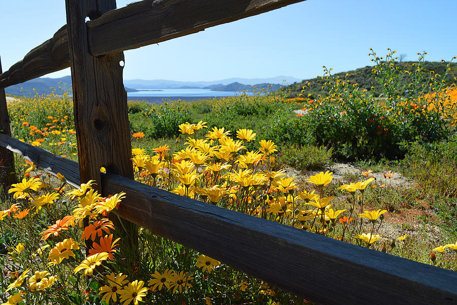 Wildflowers Over The Lake Photograph by Glenn McCarthy Art and Photography