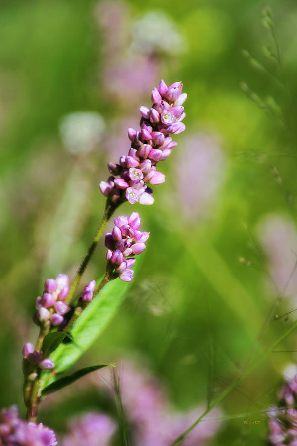 Wildflowers Pink Smartweed Photograph by Christina Rollo