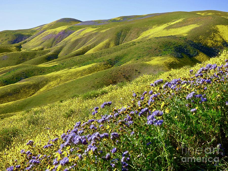 Wildflowers Point Super Bloom Photograph by Amelia Racca
