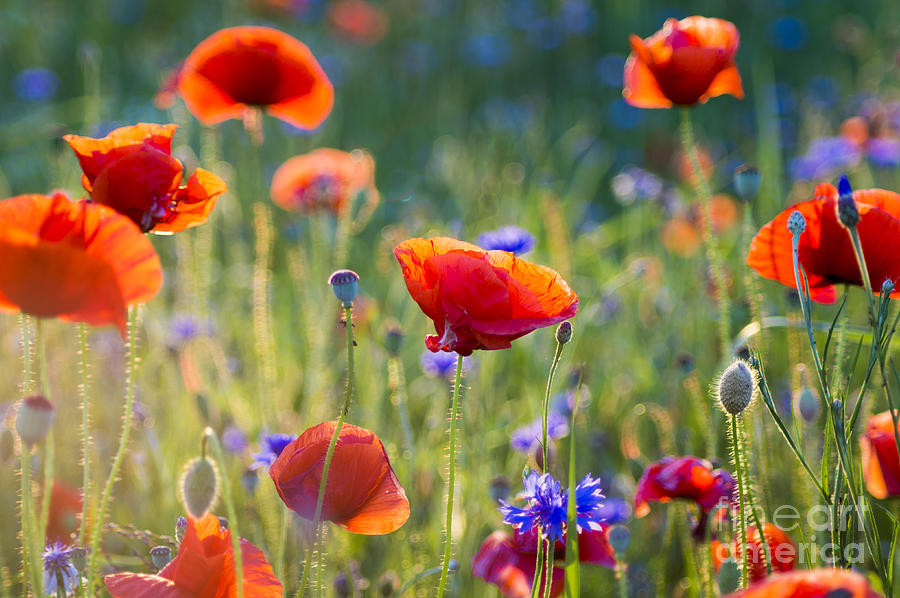 Beauty Photograph - Wildflowers Poppies by Mike Mareen Beauty Photograph - Wildflowers Poppies by Mike Mareen