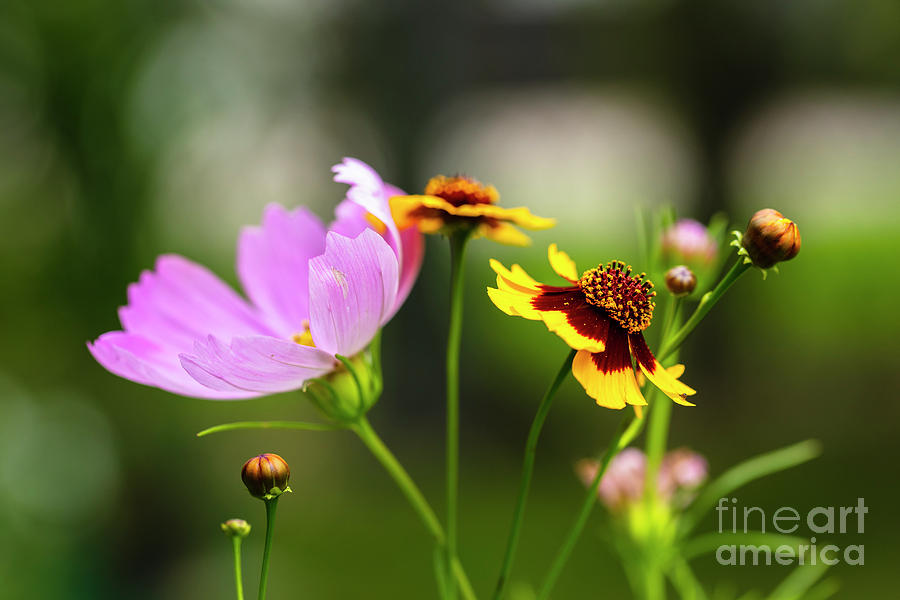 Wildflowers Photograph by Raul Rodriguez