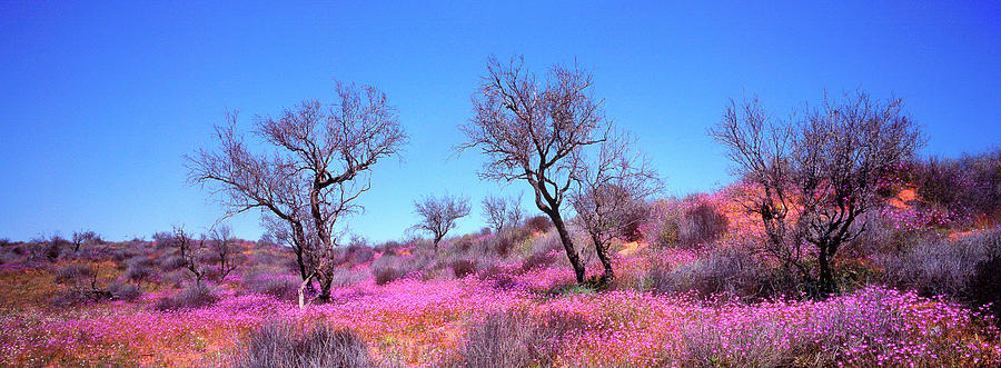 Wildflowers Roxby Downs Photograph by Julie Fletcher