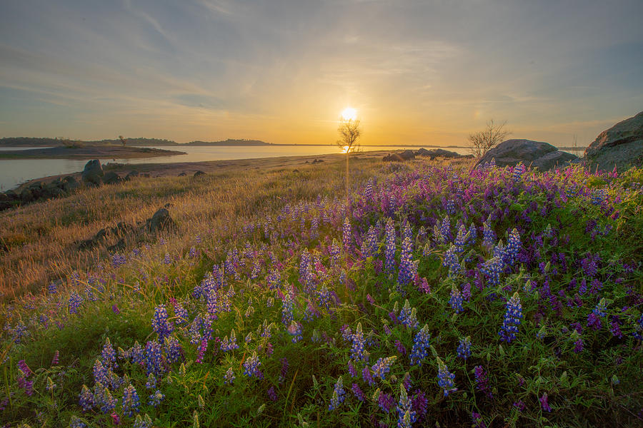 Wildflowers Sunset Photograph by April Xie