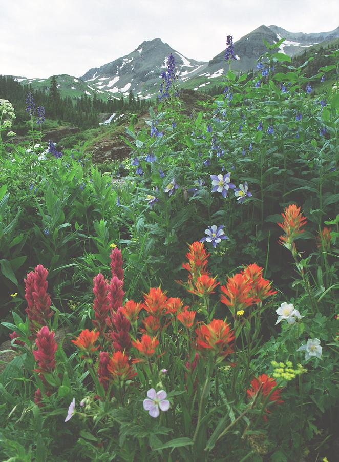 Colorado Wildflowers Photograph - Wildflowers, Yankee Boy Basin, Colorado by Steve Tohari Colorado Wildflowers Photograph - Wildflowers, Yankee Boy Basin, Colorado by Steve Tohari