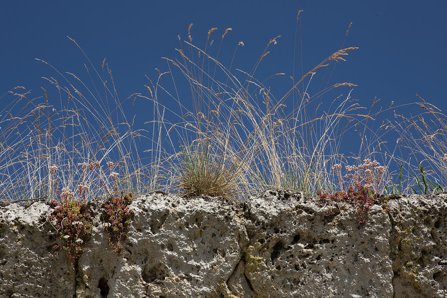 Wild Grass Photograph - Wildgrasses on Castle Wall by Iris Richardson