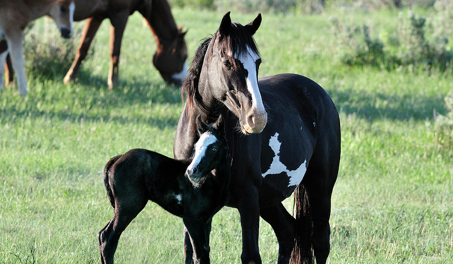 Horse And Foal Photograph - Wildhorses_16 by Gordon Semmens