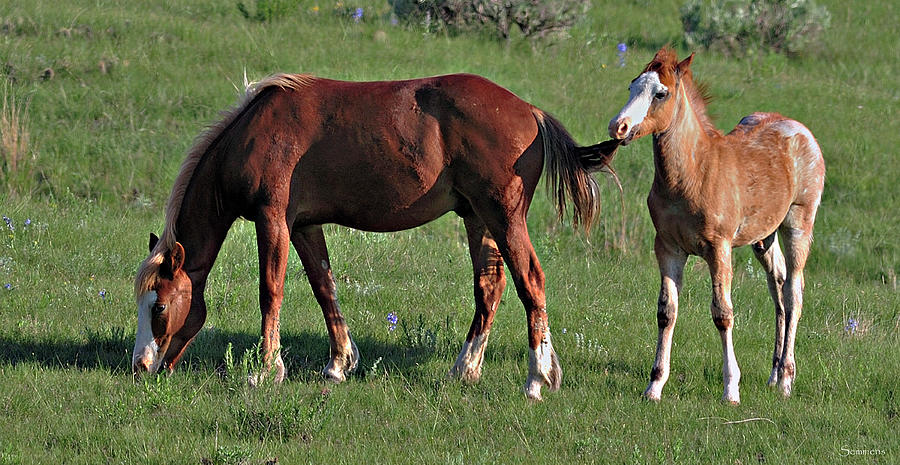 Horse And Foal Photograph - Wildhorses_19 by Gordon Semmens