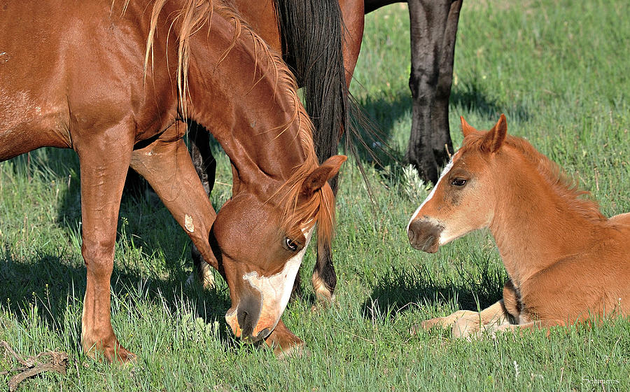 Horse And Foal Photograph - Wildhorses_22 by Gordon Semmens