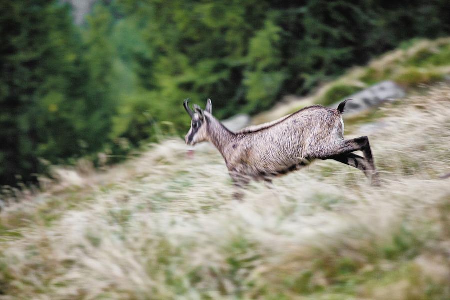 Wildlife, Aosta Valley, Italy Digital Art by Stefano Torrione