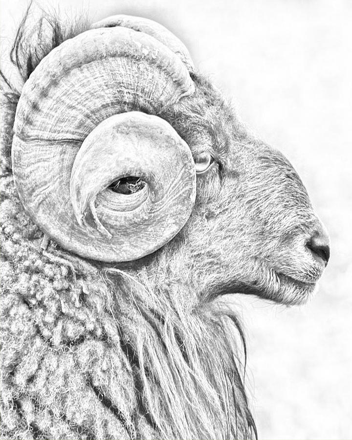 Wildlife Charcoal Goat 2 CD1c Digital Art by Art Kreations - Pixels