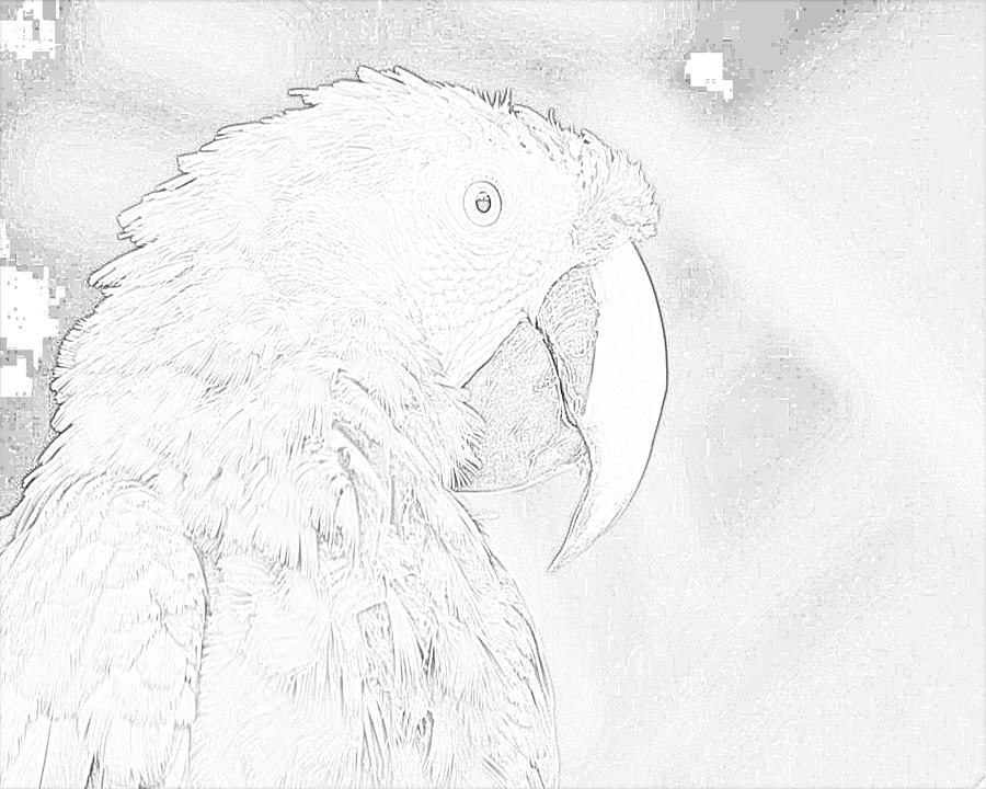 parrot | Pencil drawing of a Blue Fronted Amazon parrot | Kes Samuelson |  Flickr