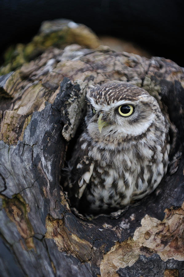 Wildlife Photography - Gloucester Barn Photograph by Photoplus Magazine Wildlife Photography - Gloucester Barn Photograph by Photoplus Magazine